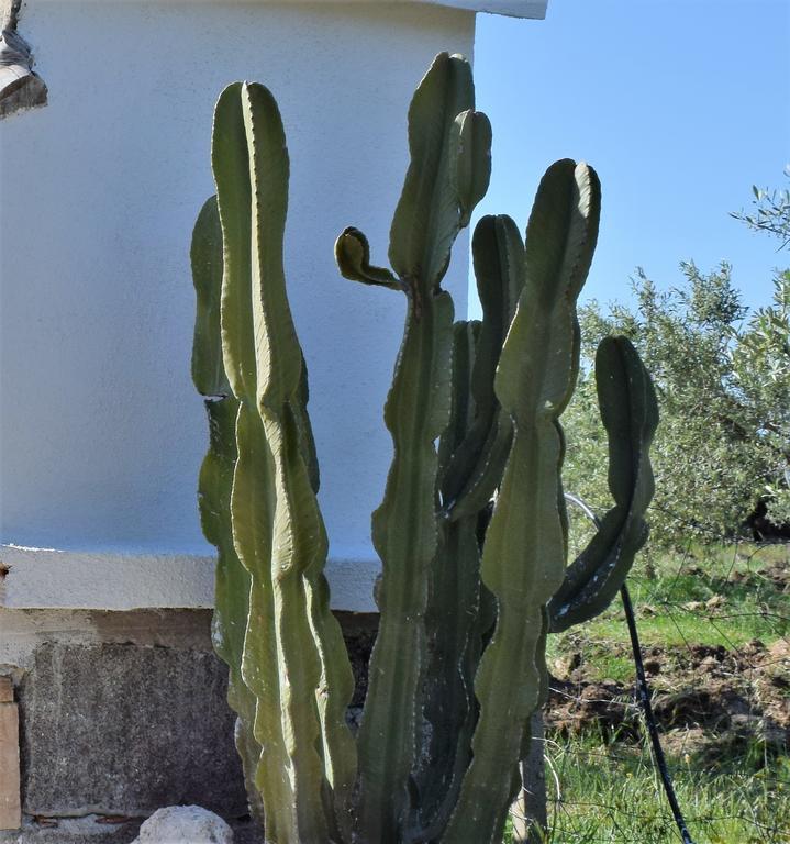 La Ginestra Guest House Orosei Exterior foto